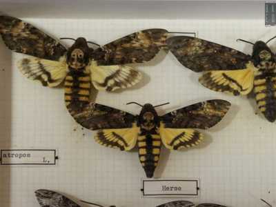 Altro animale molto particolare (anch�esso facente parte della lista suddetta) � l�Acherontia atropos, meglio nota come la �sfinge testa di morto�, cos� chiamata per la presenza, sul torace, di un disegno che ricorda la forma di un teschio